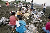 Personnes récoltant des oeufs de tortue olivâtre Costa Rica ; Reportage Arribada<br>Site : Plage et village d'Ostional<br>Une fois par an, les tortues olivâtres migrent jusqu'à cette plage du Costa Rica afin d'y déposer leurs oeufs. Ce formidable débarquement (jusqu'à 15000 individus)laisse derrière lui environ 8 millions d'oeufs, très convoités. Seuls les habitants du village voisin sont autorisés à collecter ces oeufs dans un but alimentaire.<br>Cette récolte impressionnnante ne vise que les oeufs déposés lors des 36 premières heures du phénomène. Les chances de développement des ces oeufs sont en effet naturellement très faible puisque les vagues successives de tortues endommagent fortement la ponte laissée par la vague précédente. De plus, l'écrasement des pontes précédentes crée un milieu propice au développement massif d'insectes indésirables.<br>Cette récolte est donc contrôlée et raisonnée.