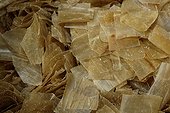 Caillettes provenant de l'estomac des veaux nourris au lait ; Fabrication du Comté, Fromagerie de Frasne, Doubs. La caillette ajoutée au petit lait de la veille donne les ferments lactiques.