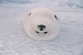 Harp seal lying on its back Magdalen Islands
