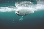 Young harp seal swimming underwater ; Location: Magdalen Islands