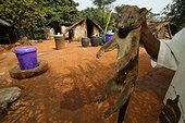 Chasseur montrant sa capture une Civette palmiste africaine ; De retour de leur chasse de nuit, les chasseurs viennent vendre leurs captures au village. Village de Boje, Cross River State, Nigéria