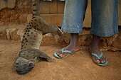 Civette palmiste africaine tuée à la chasse ; De retour de leur chasse de nuit, les chasseurs viennent vendre leurs captures au village. Village de Boje, Cross River State, Nigéria