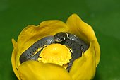 Young grass snake curled up in a water lily