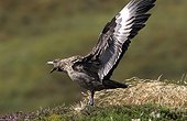 Grand Labbe en alerte criant  Ile de Handa ; Au Nord de l'Ecosse