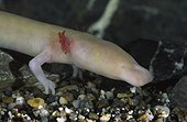 Portrait d'un Protée anguillard  ; Urodèle cavernicole dépourvu de pigmentation, vivant dans les eaux souterraines d'environ cinquante grottes en Europe