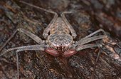Amblypyge avec ses pédipalpes bien visibles Nicaragua ; Le céphalothorax, plus large que long, porte une paire d'yeux médio-dorsaux et deux groupes de petits yeux latéraux, des chélicères normales mais des pédipalpes hypertrophiés se terminant par une pince préhensile. En outre, la première paire de pattes n'est pas locomotrice, mais tactile. Ces pattes sont grêle et ont la forme d'antennes dont elles jouent le rôle.<br>Leur marche est latérale, comparable à celle des crabes.<br>Site : près de la ville de Granada. 