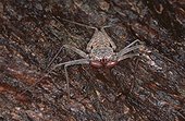 Amblypyge avec ses pédipalpes bien visibles Nicaragua ; Le céphalothorax, plus large que long, porte une paire d'yeux médio-dorsaux et deux groupes de petits yeux latéraux, des chélicères normales mais des pédipalpes hypertrophiés se terminant par une pince préhensile. En outre, la première paire de pattes n'est pas locomotrice, mais tactile. Ces pattes sont grêle et ont la forme d'antennes dont elles jouent le rôle.<br>Leur marche est latérale, comparable à celle des crabes.<br>Site : près de la ville de Granada. 