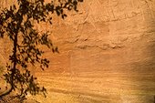Ombre d'un chaîne vert sur une falaise d'ocre ; Commune de Roussillon, Parc Naturel Régional du Luberon