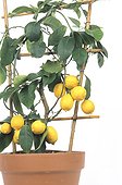 Lemon tree out of pot 