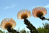 Pelotes d'épingles en fleur Afrique du Sud