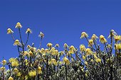 Pelotes d'épingles en fleur Afrique du Sud