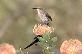 Promérops du Cap posé sur une fleur de Pelote d'épingles ; Province du Cap, Afrique du Sud
