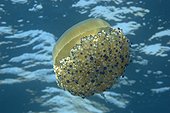 Méduse oeuf au plat Réserve Naturelle Marine Cerbère Banyuls