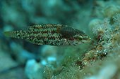 Crénilabre à 5 taches parasité par deux Anilocra physodes ; Crenilabrus quinquemaculatus. Rade de Villefranche sur Mer