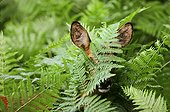 Roe Deer female hidden in ferns France