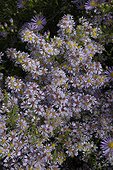 Aster "Lovely" en fleur