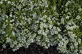 Aster "Snow Flurry" en fleur