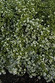 Aster "Snow Flurry" en fleur