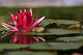 Green frog hidden under a flower of Provence Water lily [AT]
