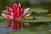 Green frog and Provence Water lily [AT] ; pond of garden [AT]