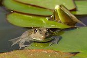 Green frog posed on a sheet of Water lily [AT] ; pond of garden [AT]
