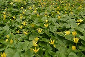 Ficaria ranunculoides 