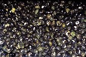 Conchyliculture de Bigorneaux vignot France