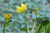 Fig buttercup France