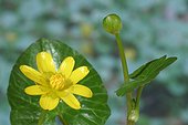 Fig buttercup France