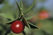 Fruit de Fragon en gros plan