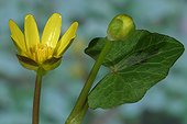 Fig buttercup France