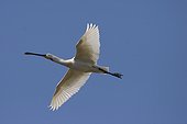 Eurasian Spoonbill in flight in Marquenterre in Somme Bay