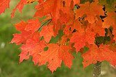 Leaves of acer in october