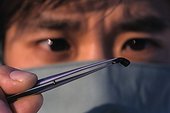 Surgery on Steller's Sea Eagle Hokkaïdo Japan ; during of a biopsy, Keisuke Saito extracts a piece of lead from the stomach of a Steller’s sea eagle. In Japan, Steller’s sea eagles are decimated by lead poisoning. The Steller’s sea eagle, which feeds in part on the remains of game killed by hunters, ingests great quantities of lead at the same time