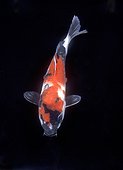 Carpe Koï de variété Showa Sanshoku en aquarium ; Showa Sanshoku(Showa). C'est un koi aux écailles rouges, blanches, et noires dominant. Il est très populaire. Le Showa est apparu vers 1930 au Japon, et a évolué jusqu'à sa morphologie définitive dans les années 1960-1965.