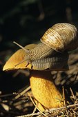Snail on a Bolete France