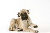 Pup Bullmastiff lying down
