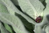 Bedbug on a plant in spring Kazakhstan  