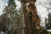 Abyssin cat staring a hole in an ash tree France ; This growth is called a burl