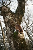 Abyssin cat staring a hole in an ash tree France ; This growth is called a burl
