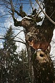 Abyssin cat over a hole in an ash tree France ; This growth is called a burl