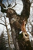 Abyssin cat on a burl on a tree France