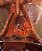 Appareil respiratoire du Lapin domestique: poumons dégonflés
