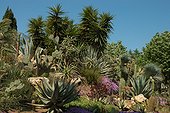 Mediterranean garden 