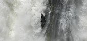 Vulture flying over the falls of Iguaçu Argentina  