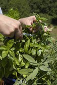 Cueillette du basilic en pot en juillet