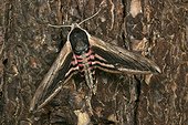 Sphinx of the Privet on a trunk in July France 