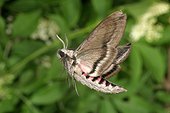 Sphinx du Troène en vol au mois de juillet France