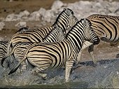 Panics of a herd of Zebras of Burchell at a water point 