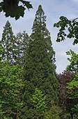 Séquoia géant dans un jardin